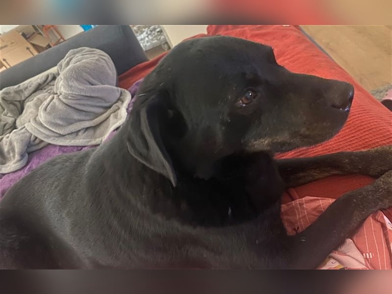 Rocky, ein liebenswerter super Senior