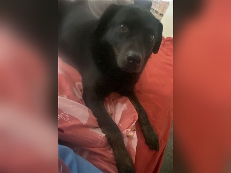 Rocky, ein liebenswerter super Senior