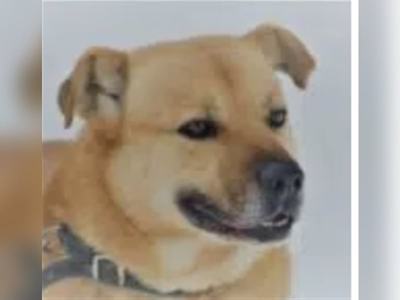 Dingo - Rüde , aufmerksam, treu, aktiv. Geb. ca. 2012/2013