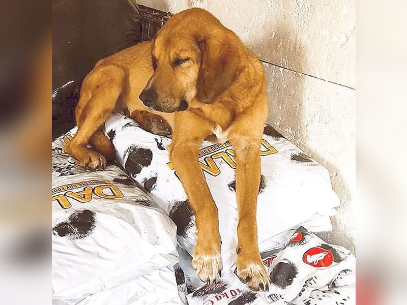 ❤️ wundervoller Familienhund ZUCO - 8 Jahre, 50cm - Mischling
