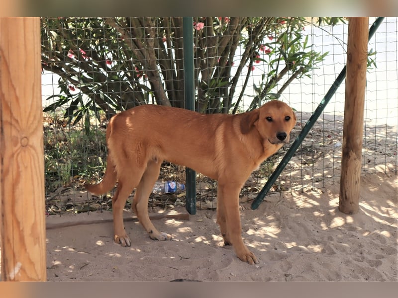 Bugsy, Mix Labrador / Rafeiro Alentejano, lieb und verträglich