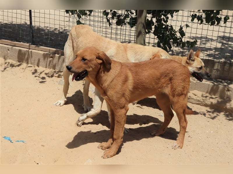 Bugsy, Mix Labrador / Rafeiro Alentejano, lieb und verträglich