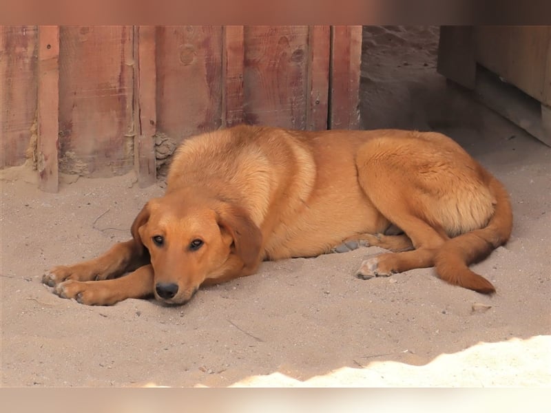 Bugsy, Mix Labrador / Rafeiro Alentejano, lieb und verträglich