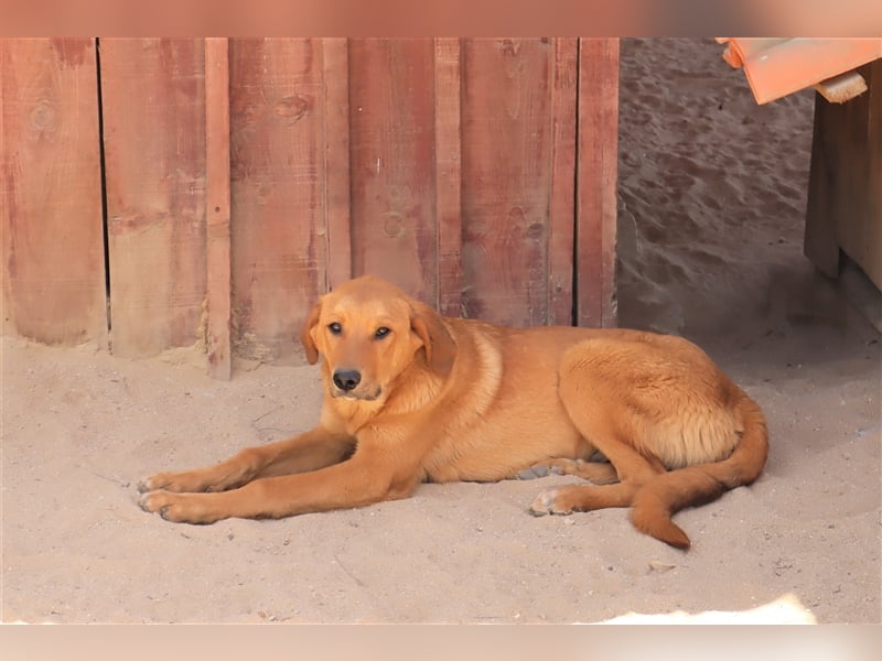 Bugsy, Mix Labrador / Rafeiro Alentejano, lieb und verträglich