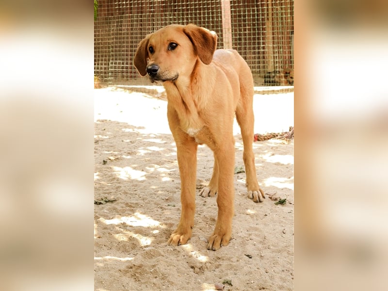 Bugsy, Mix Labrador / Rafeiro Alentejano, lieb und verträglich