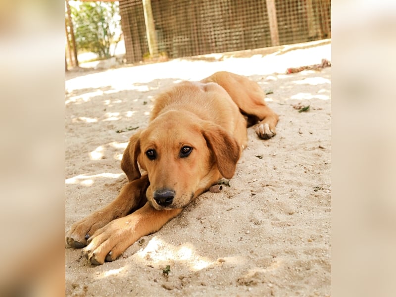 Bugsy, Mix Labrador / Rafeiro Alentejano, lieb und verträglich