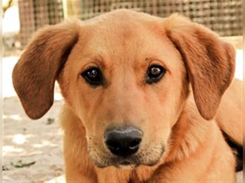 Bugsy, Mix Labrador / Rafeiro Alentejano, lieb und verträglich
