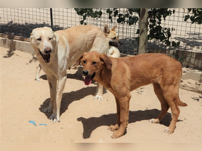 Bugsy, Mix Labrador / Rafeiro Alentejano, lieb und verträglich