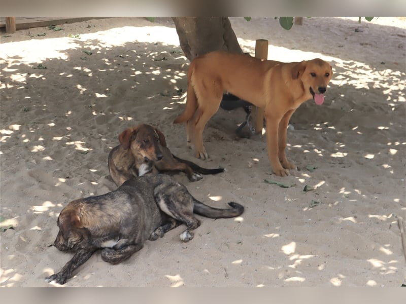 Bugsy, Mix Labrador / Rafeiro Alentejano, lieb und verträglich