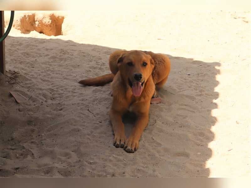 Bugsy, Mix Labrador / Rafeiro Alentejano, lieb und verträglich