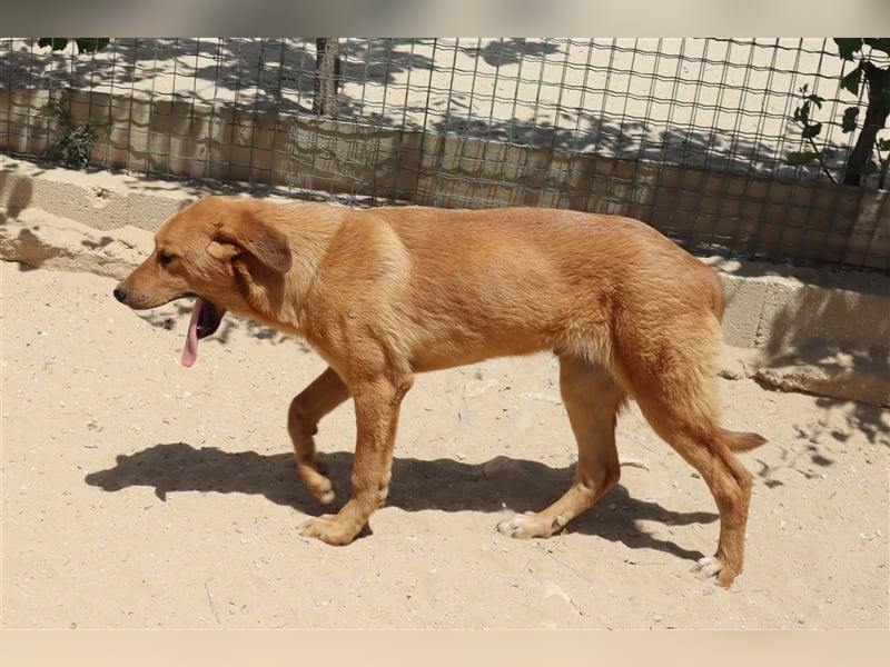 Bugsy, Mix Labrador / Rafeiro Alentejano, lieb und verträglich