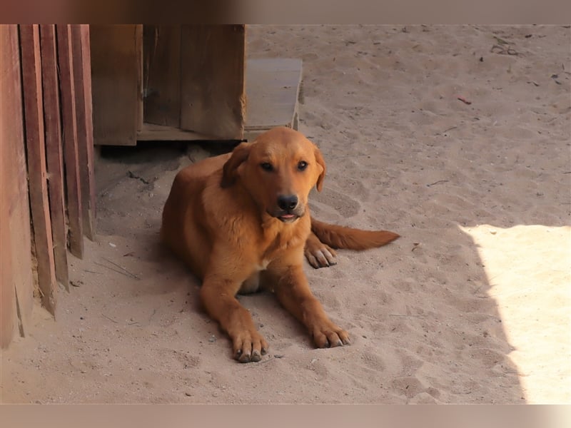 Bugsy, Mix Labrador / Rafeiro Alentejano, lieb und verträglich