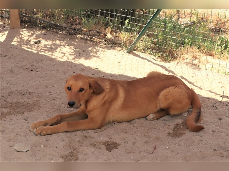 Bugsy, Mix Labrador / Rafeiro Alentejano, lieb und verträglich