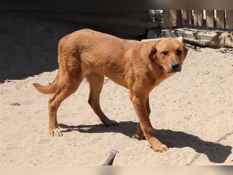 Bugsy, Mix Labrador / Rafeiro Alentejano, lieb und verträglich
