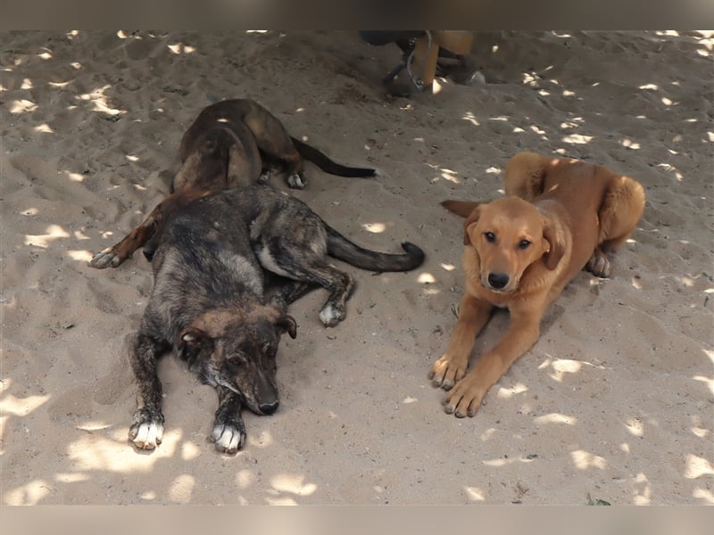 Bugsy, Mix Labrador / Rafeiro Alentejano, lieb und verträglich
