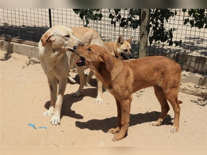 Bugsy, Mix Labrador / Rafeiro Alentejano, lieb und verträglich