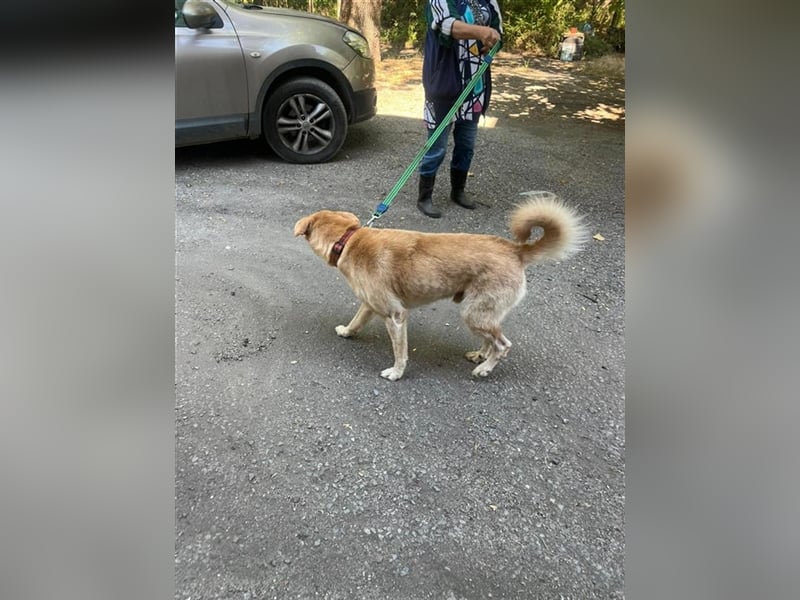 Tico, lieber Retriever-Mix Rüde sucht sein Glück