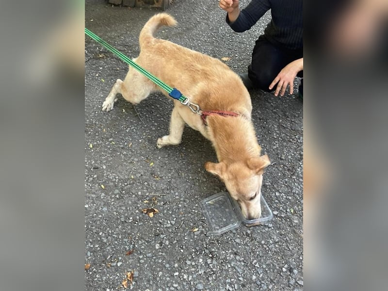 Tico, lieber Retriever-Mix Rüde sucht sein Glück
