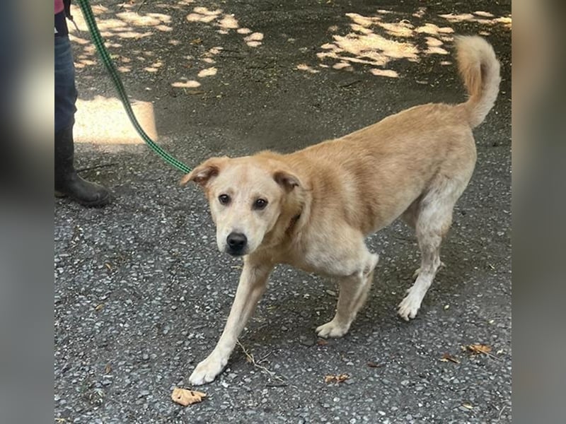Tico, lieber Retriever-Mix Rüde sucht sein Glück