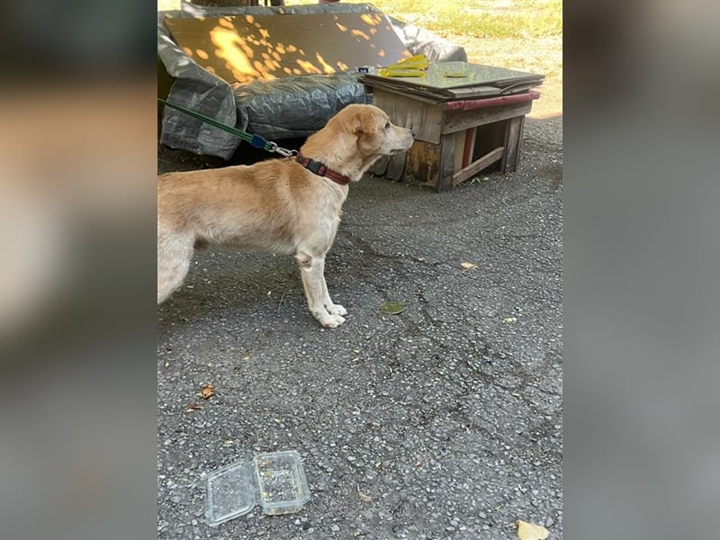 Tico, lieber Retriever-Mix Rüde sucht sein Glück