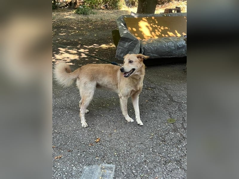 Tico, lieber Retriever-Mix Rüde sucht sein Glück