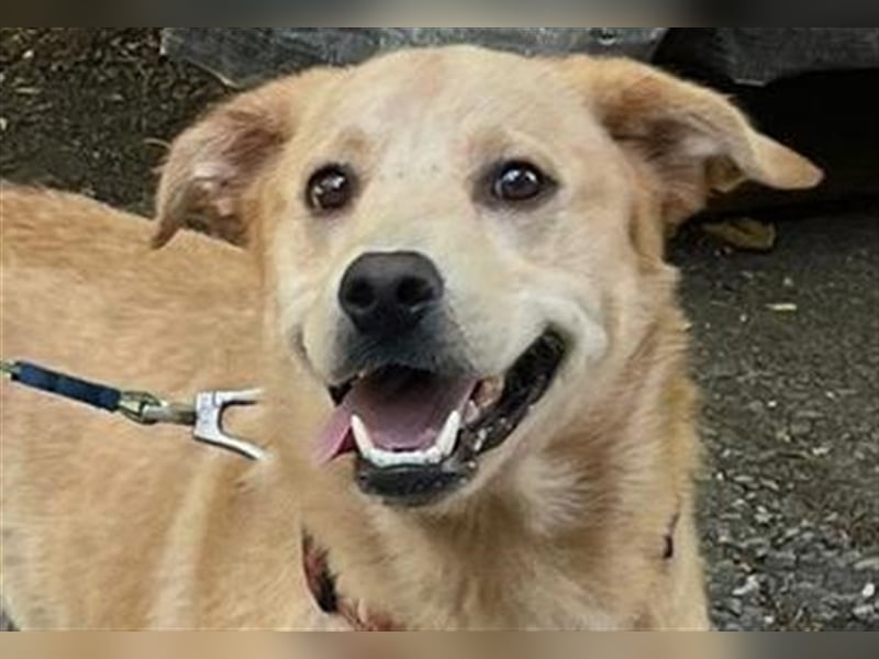 Tico, lieber Retriever-Mix Rüde sucht sein Glück