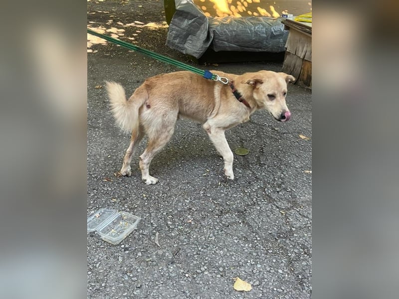Tico, lieber Retriever-Mix Rüde sucht sein Glück