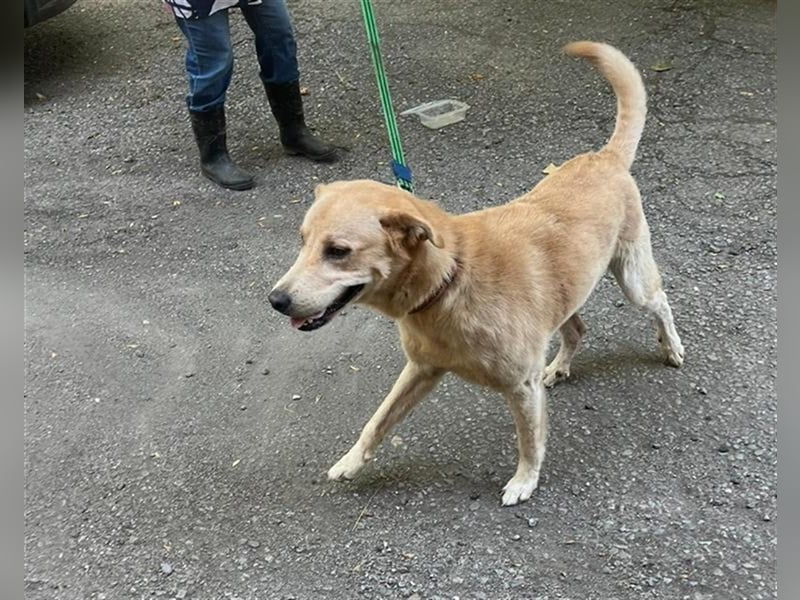 Tico, lieber Retriever-Mix Rüde sucht sein Glück