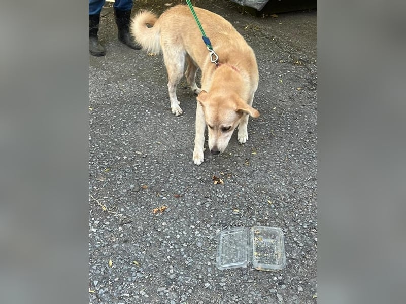Tico, lieber Retriever-Mix Rüde sucht sein Glück