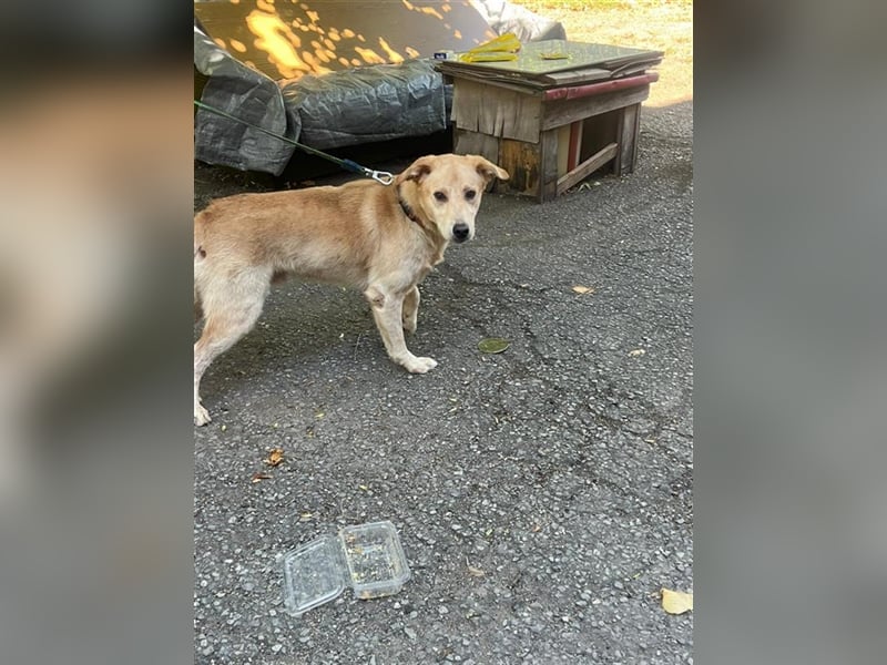 Tico, lieber Retriever-Mix Rüde sucht sein Glück