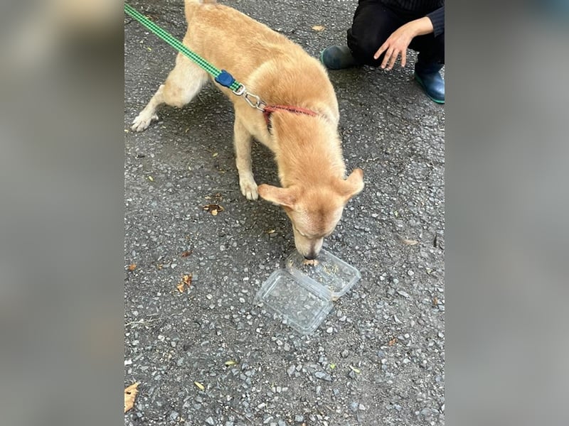 Tico, lieber Retriever-Mix Rüde sucht sein Glück