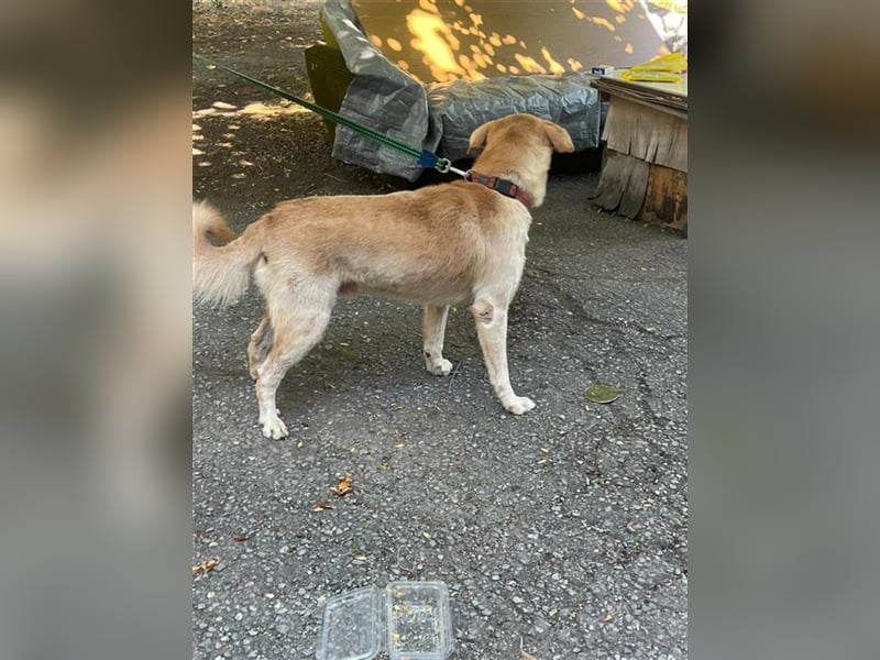 Tico, lieber Retriever-Mix Rüde sucht sein Glück