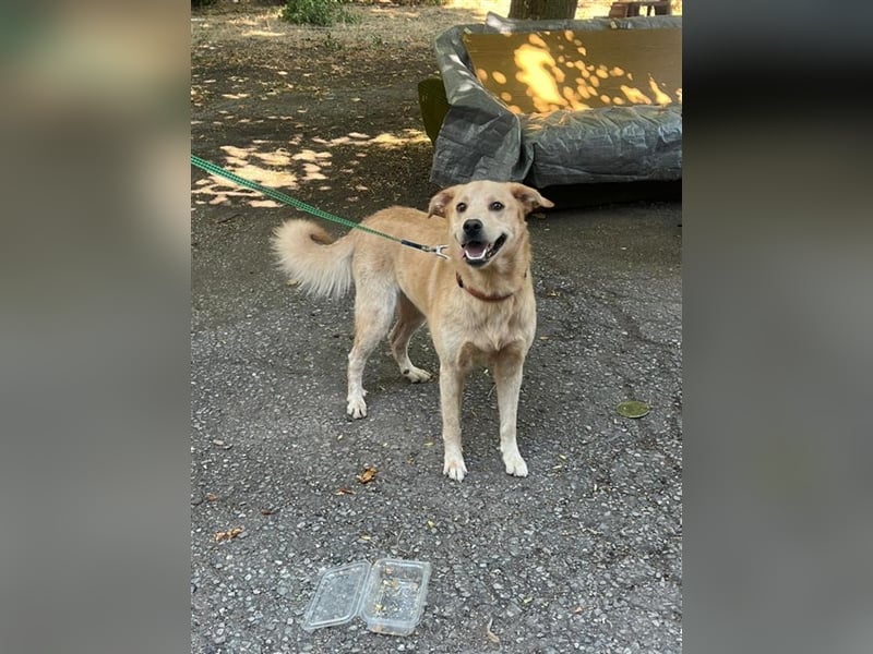 Tico, lieber Retriever-Mix Rüde sucht sein Glück