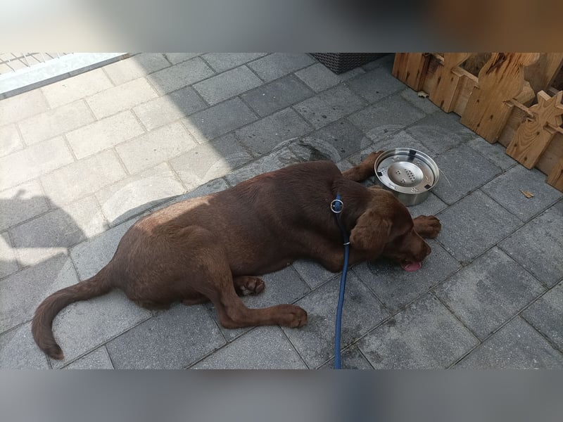 Leo Labrador