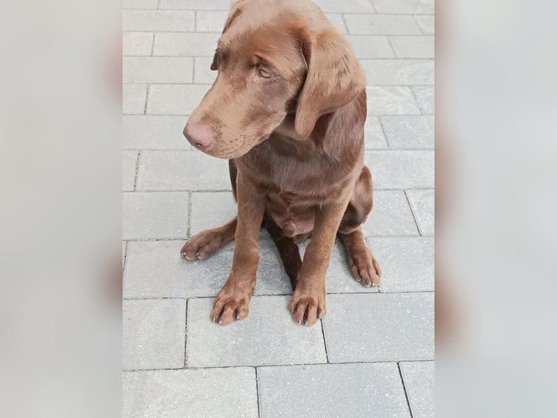 Labrador