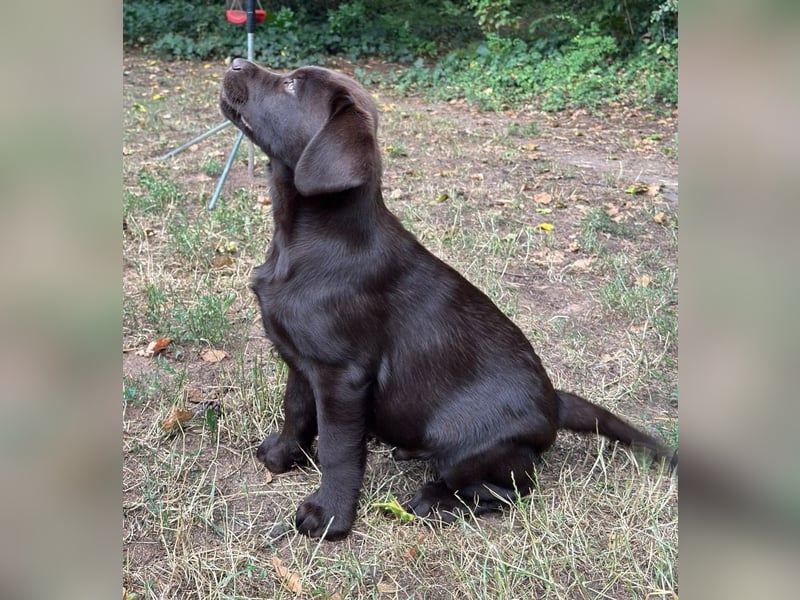 Wunderschönen Labrador Rüden