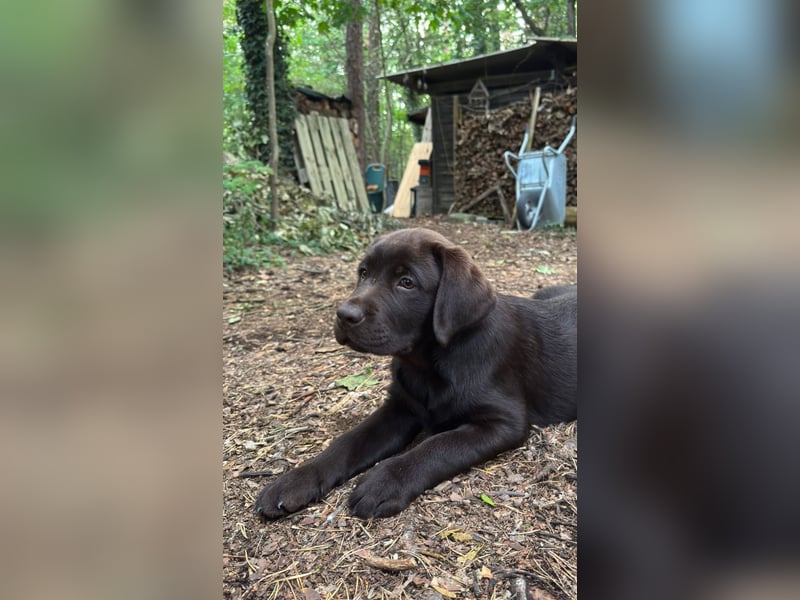 Wunderschönen Labrador Rüden