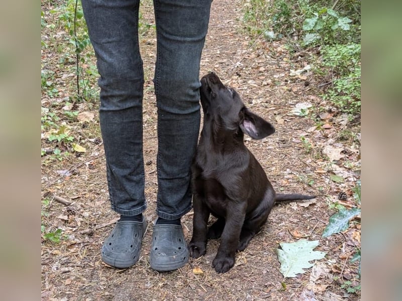 Wunderschönen Labrador Rüden