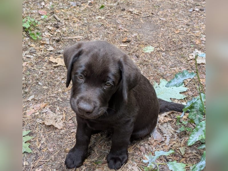 Wunderschönen Labrador Rüden