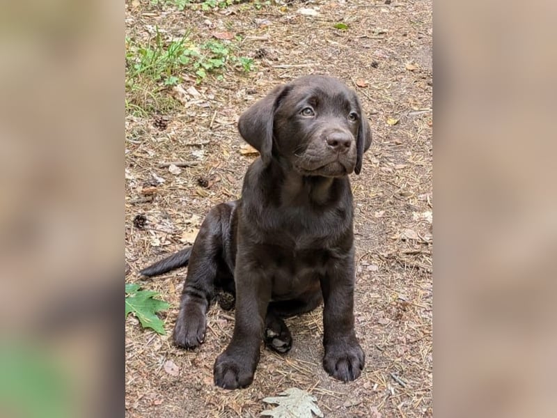 Wunderschönen Labrador Rüden