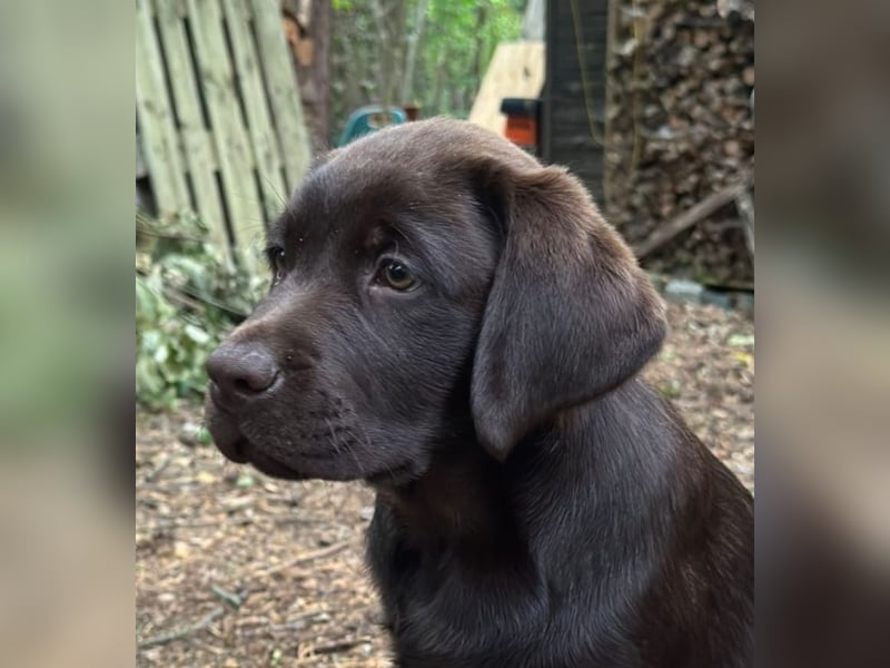 Wunderschönen Labrador Rüden