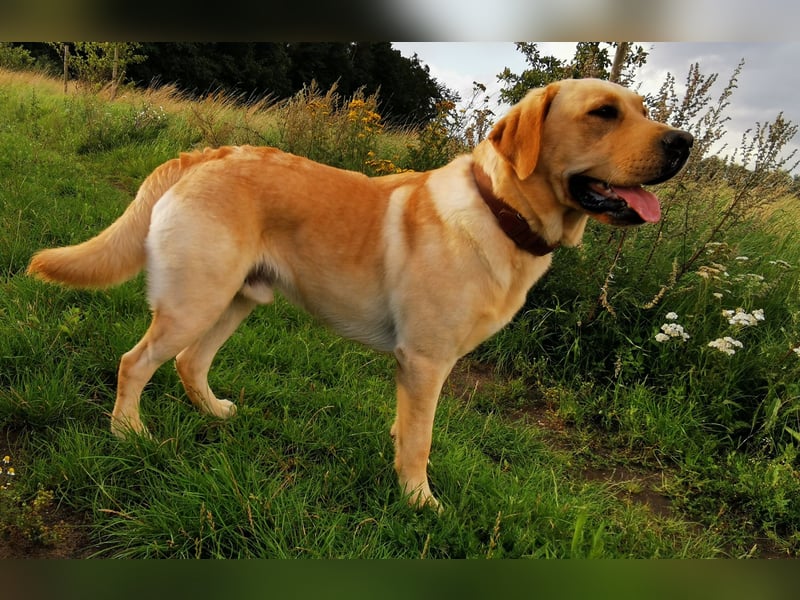 Deckrüde Labrador foxred