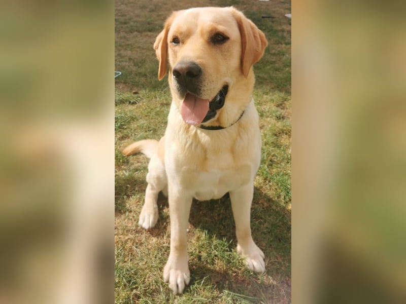Deckrüde Labrador foxred