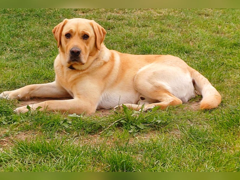 Deckrüde Labrador foxred
