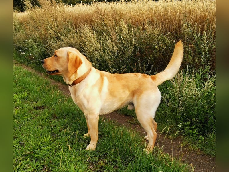 Deckrüde Labrador foxred