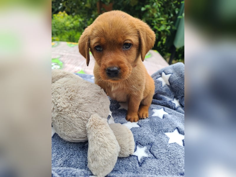Zauberhafte Labradorwelpen, foxred
