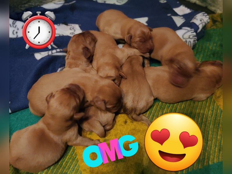 Zauberhafte Labradorwelpen, foxred