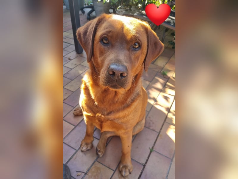 Zauberhafte Labradorwelpen, foxred