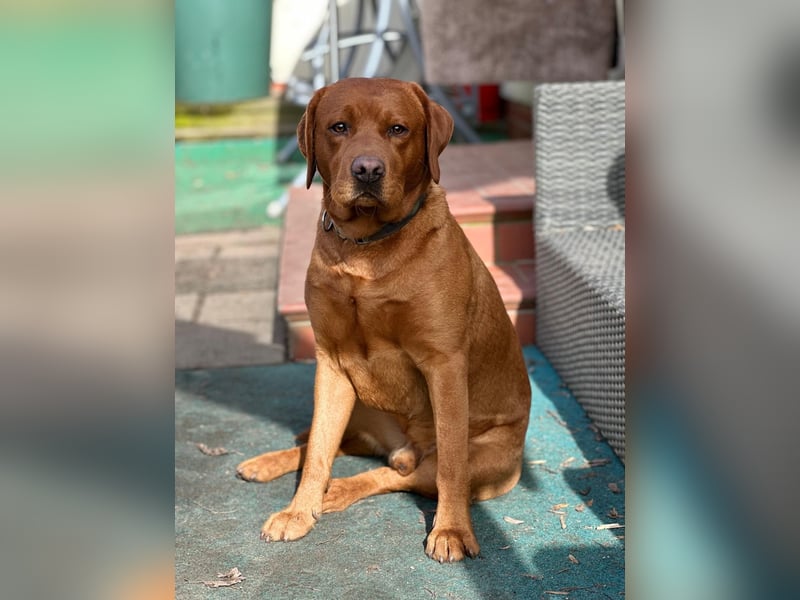 Zauberhafte Labradorwelpen, foxred
