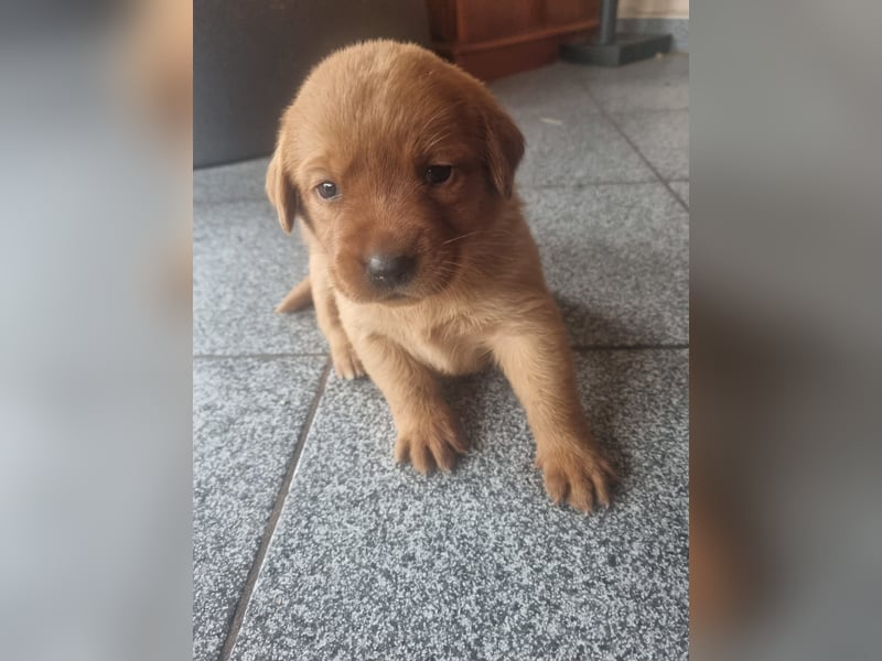 Zauberhafte Labradorwelpen, foxred